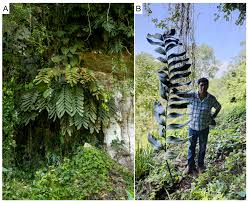 Image result for Zamiaceae