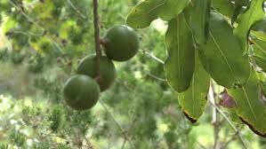 Unexpectedly sweet with 20+ vitamins and minerals. Round Green Tropical Macadamia Nuts Free Stock Video Footage Download Clips Round
