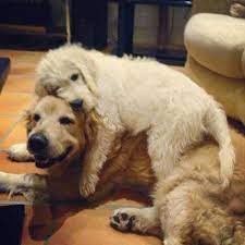 Reddit Meet Chip My 14yo Retriever And His Hat Luigi The Labradoodle Puppies Cute Animals I Love Dogs