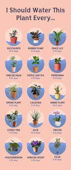51 Trendy Plants Potted How To Grow Plants House Plants Indoor Water Plants