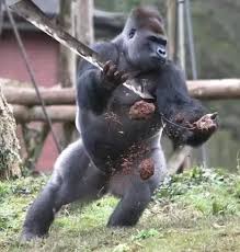 (subtitles) aggressiveness the gorilla generally has a peaceful and calm temperament, seldom showing aggressive behavior. Who Would Win A Fight Between A Male Lion And A Silver Back Gorilla Quora