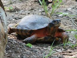 (wfla) — florida wildlife officials have trapped a suwanee alligator snapping turtle that weighs a whopping 100 pounds. Wood Turtle Wikipedia