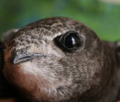 Falciot O Falcilla Apus Apus