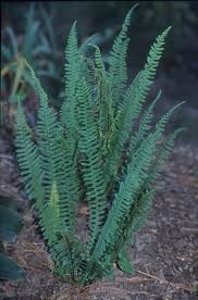 Image result for Asplenium variabile