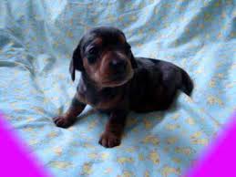 Cute Little Barking Mini Dachshund Puppy Dachshund Love Dachshund Puppy Mini Dachshund