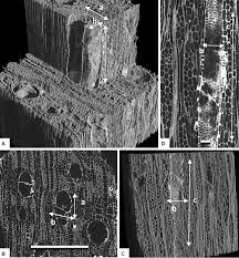 Image result for Xylopia katangensis