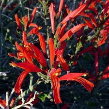 Image result for Acanthaceae