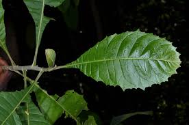 Image result for Anthocleista