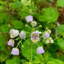 Image result for Calceolariaceae