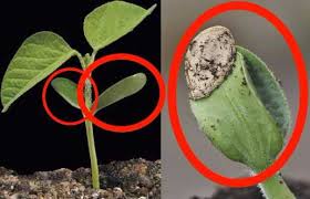 Untuk tulang daun tumbuhan monokotil mempunyai tulang daun yang sejajar atau melengkung, sedangkan. Inilah 5 Contoh Tumbuhan Dikotil Yang Mudah Ditemui