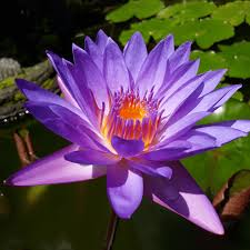 Image result for Nymphaea nouchali