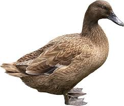 Baby Black And White Duck Breeds Brown Ducks Breeds Duck Breeds Breeds Duck