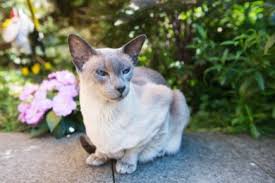 Siamese cats rarely need baths. Cancer In Cats Good Pet Parent