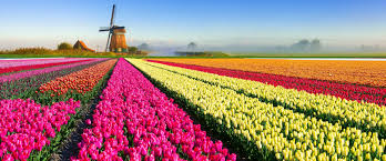 Through our network of more than 500 connected florists, your bouquet will be delivered by the best local florist. 6143320 Pretty Colorful Windmill Dutch Beautiful Spring Sky Holland Flowers Tulips Cool Wallpapers For Me