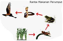 Informasi Duri Pengertian Rantai Makanan
