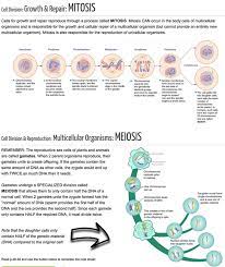 It was some relief, however, that they were to return to the rooms in common use, by passing amoebasisters profile tes from meiosis worksheet answer key source. Section 3 Dna Cell Division Mrs Bohaychuk S Information Station