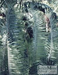 Image result for Encephalartos munchii