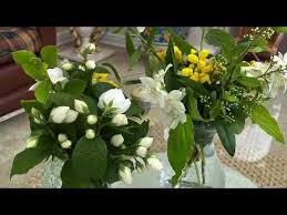 We did not find results for: Natural Cut Flower Food Youtube