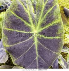 Image result for Remusatia