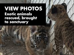 Prior to your appointment, please ensure that you have called. Cashing In On Exotic Cubs Unlicensed Las Vegas Businessman Arrested