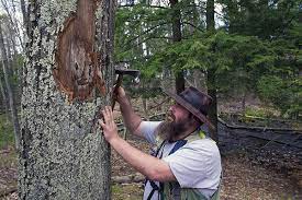 Showcasing The Dnr Battling Oak Wilt Disease