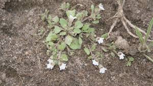 Image result for Diclis