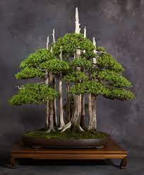 Select category acer bonsai canada carpinus caroliniana carpinus turczaninovii chamaecyparis obtusa collecting exhibition field grown for sale forest planting ginkgo biloba grafting health and disease imported trees japan junichiro tanaka. North American Collection National Bonsai Foundation