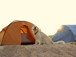 A microchip can help you reunite with your dog if they get have a backyard campout: Seaport Rv Resort Campground Wag