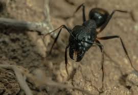 Image result for ant bite