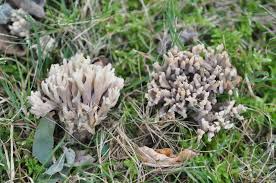 Image result for Clavulina cinerea