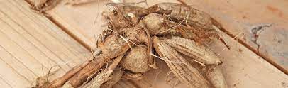 Maybe you would like to learn more about one of these? Winter Storage Of Dahlia Tubers Melinda Myers
