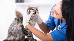 Ihr seid gut damit beraten, von anfang an nach den kosten zu fragen. Katzen Impfen Darauf Sollten Sie Achten Katzenwelt Net