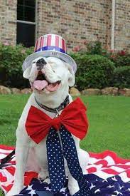 Pin By Meri Keiser On Patriotic Boxer Bulldog Bulldog Dogs