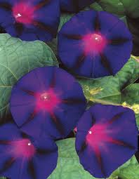 Morning Glories To Help Morning Glory Seeds Sprout Soak Them In Tepid Water The Night Before You Plant Or File The Hard Morning Glory Seeds Seedlings Plants