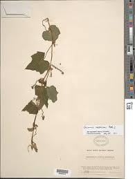 Image result for Cucumis quintanilhae