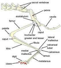 Its lower end helps create the knee joint. Feline Hind Limb Leg Anatomy Vet Medicine Anatomy