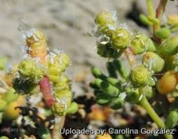 Image result for Halopegia