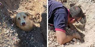 Rescuer Finds Dog Buried Up To Her Neck — Then Realizes She's Not Alone - The Dodo