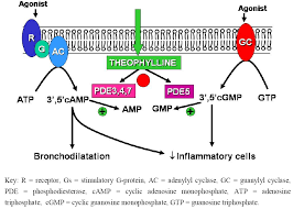 Salbutamol is valuable as a rescue medication in mild, moderate or severe asthma, provided that reliance on it does not delay the introduction and use of regular inhaled corticosteroid therapy. Pharmaceuticals Free Full Text Theophylline Html