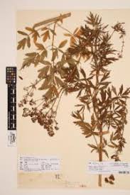 Image result for Thalictrum rhynchocarpum