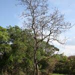 Image result for Stereospermum kunthianum