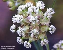 Image result for Asclepias albens