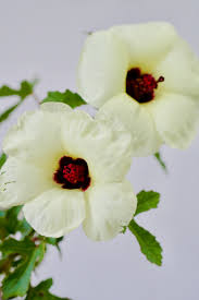 Image result for Hibiscus pusillus