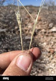 Image result for Enneapogon desvauxii