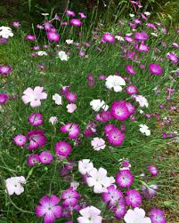 Image result for Agrostemma