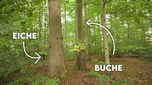 Fällen — fällen , verb. Wenn Eichen Buchen Weichen Baume Fallen Fur Mehr Artenvielfalt Forst Erklart