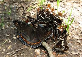 Image result for Limenitis populi