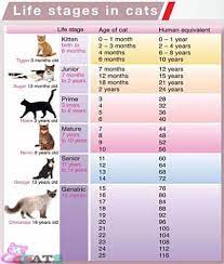 English as she handed it to me i said ok baby turn around unless you want a show. My Cat Is 17 How Old Is That In Human Years Online