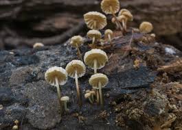 Image result for Marasmius rotula