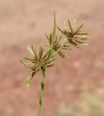 Image result for Cyperus squarrosus